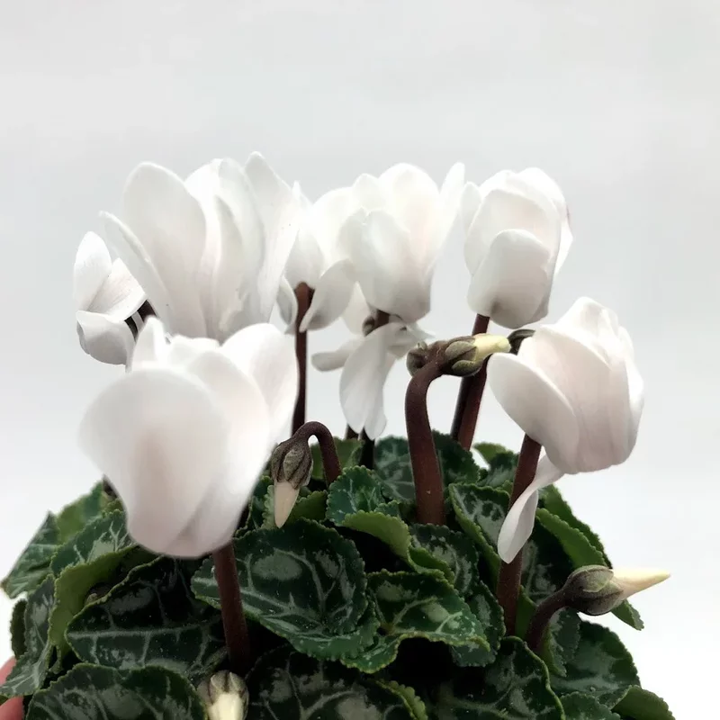 Cyclamen mini