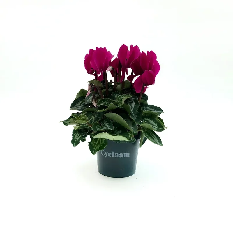 Cyclamen mini