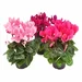 Cyclamen mini