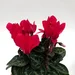 Cyclamen mini