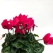 Cyclamen mini