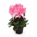 Cyclamen mini