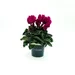 Cyclamen mini